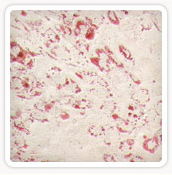 Figure B.
